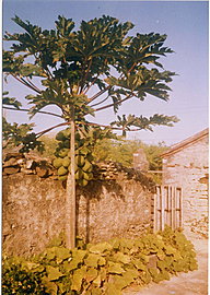 a fully loaded papaya tree in the backyard