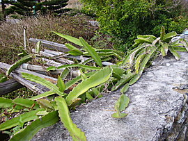 this night-blooming cereus plant will bear pink-colored fruits commonly known as the fire-dragon fruits 
				which sometimes appear in the supermarkets; their sizes are about the size of a clenched fist